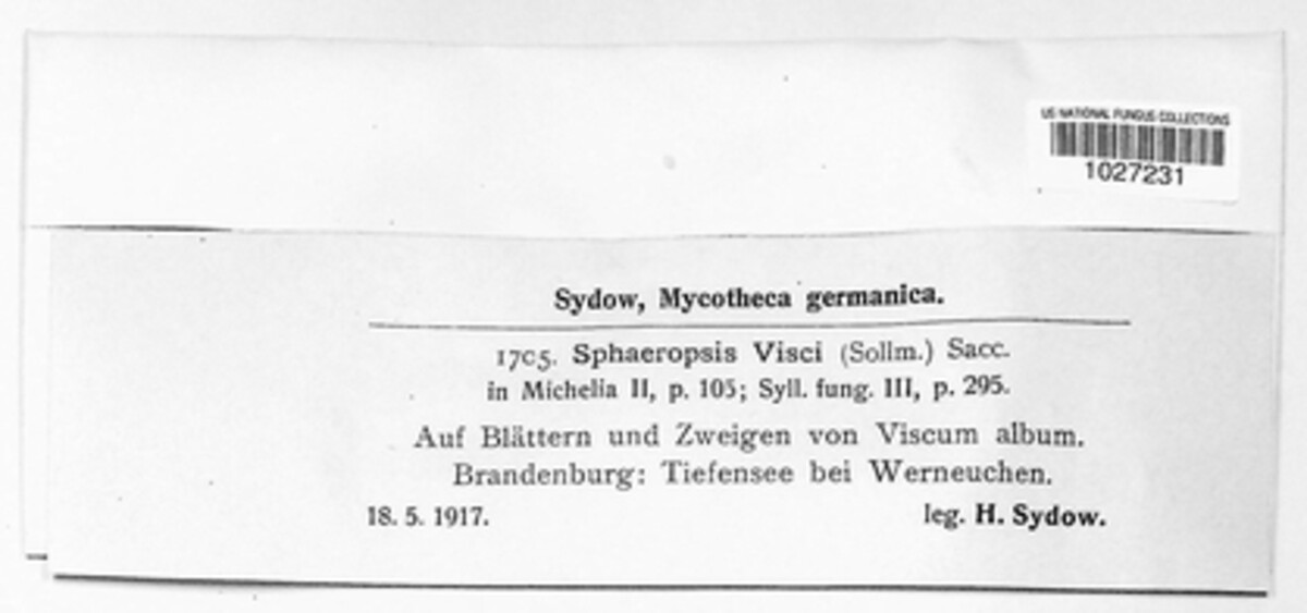 Botryosphaeria visci image